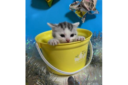 成約済の大阪府のスコティッシュフォールド-68358の5枚目